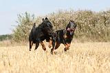 BEAUCERON 245